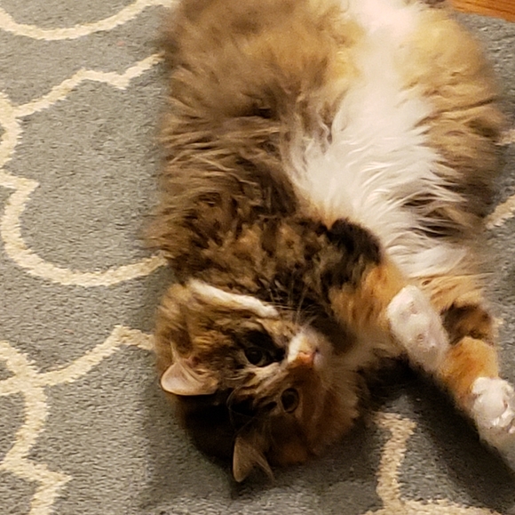 Photo Shoot (for wet-food🥫🍛🦀🦐) - Picture 6 of 9